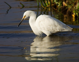 USA, California, Santee Lakes Recreation Area, Great Egret