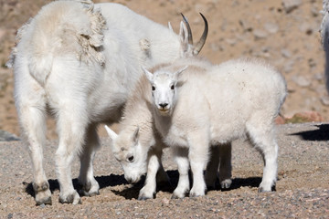 Obraz premium North America - USA - Colorado - Rocky Mountains - Mount Evans. Mountain goat - oreamnos americanus.