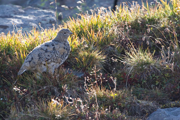 North America - USA - Colorado - Rocky Mountains - Mount Evans. White-tailed ptarmigan - Lagopus leucura.