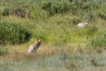 Obraz na płótnie Canvas North America - USA - Colorado - Rocky Mountain National Park. Coyote - Canis latrans.