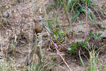 Obraz premium North America - USA - Colorado - Rocky Mountain National Park. Golden-mantled ground squirrel - Spermophilus lateralis.