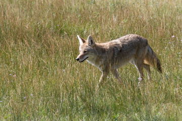 Naklejka na ściany i meble North America - USA - Colorado - Rocky Mountain National Park. Coyote - Canis latrans.