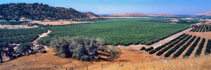 USA, California, Kings Co. Orange groves are planted right to the foothills near Lemon Cove in the...