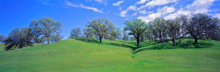 Fototapeta na wymiar USA, California, Sacramento Valley. Oak trees flourish in the gentle rolling hills of the Sacramento Valley, California.