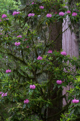 Fototapeta na wymiar USA, California. Rhododendron (Rhododendron Macrophyllum) and redwood trees, Redwoods National Park