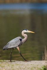 Lake Murray. San Diego, California. Male Great Blue Heron Strolling the shoreline