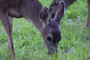 Deer grazing in grass on Monterey Peninsula, California