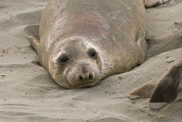USA, CA, Piedras Blancas. Elephant seal (Mirounga angustirostris) rookery on central California coast. Elephant seals once hunted to near extinction in late 1800's.