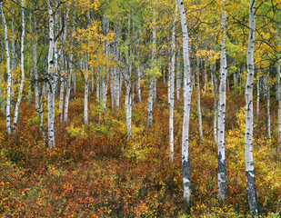 USA, Colorado, Gunnison National Forest, Fall colored grove of quaking aspen (Populus tremuloides)...