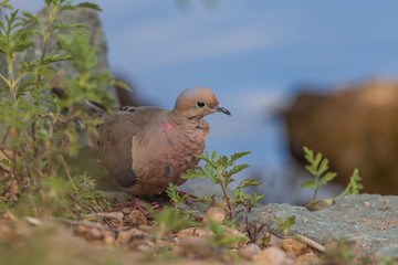 Mourning Dove, among the foliage on the shores of Lake Murray.