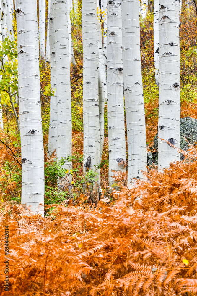 Sticker USA, Colorado, Crested Butte. Fall colors around the base of Aspen trees