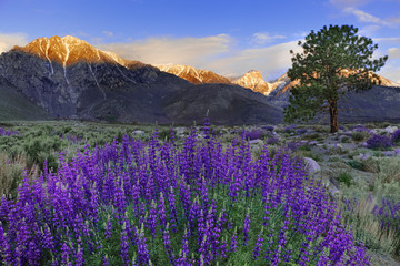 USA, California, Sierra Nevada Mountains. Inyo bush lupines in bloom. 