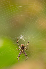 Common orb weaver (Neoscona) on web, Los Angeles, California