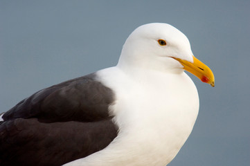 USA, California, La Jolla, Western Gull