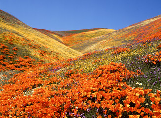Owl's Clover, California Poppies, Coreopsis, Antelope Valley, California