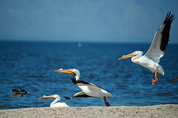 White pelicans (Pelecanus Erythrorhynchos) on the shore of the toxic and salty Salton Sea in California.