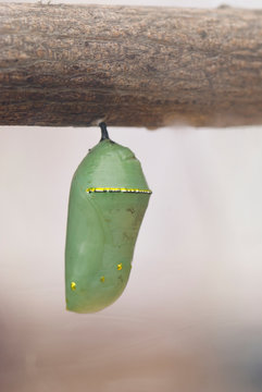 USA, CA, Pismo Beach. Monarch Butterfly Pupa