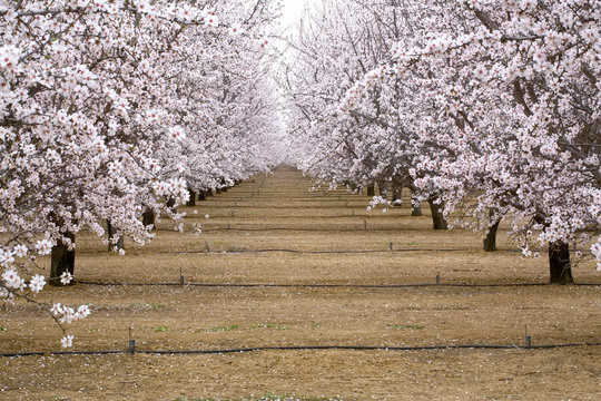 Almond Farm Images – Browse 39,713 Stock Photos, Vectors, and Video | Adobe  Stock