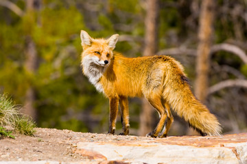 Naklejka na ściany i meble USA, Colorado, Breckenridge. Portrait of red fox mother. 