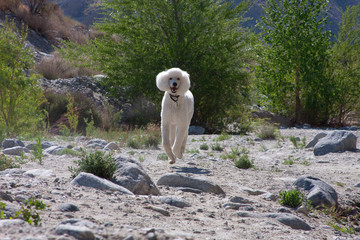 White Standard Poodle by a desert river (MR)