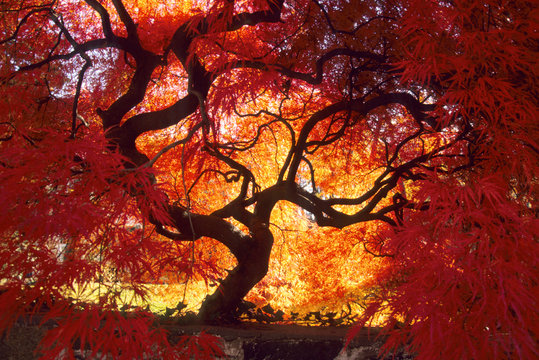 Connecticut: Darien, Japanese maple ('Acer palmatum'), October.