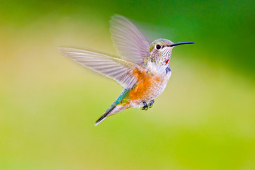 USA, Colorado, Summit County, Heeney. Front view close-up of female rufous hummingbird in flight. 