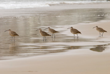 USA, CA, Pismo Beach. Whimbrels (Numenius phaeopus) parade early morning fog at low tide