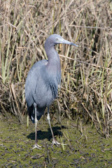 USA - California - San Diego County - Little Blue Heron