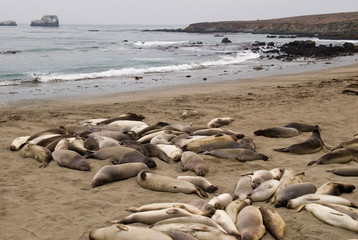 USA, CA, Piedras Blancas. Elephant seal (Mirounga angustirostris) rookery on central California coast. Elephant seals once hunted to near extinction in late 1800's.