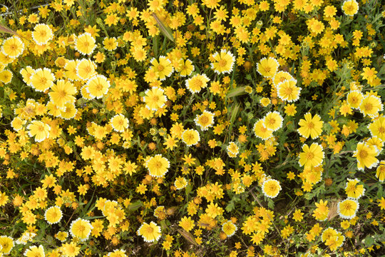 California. Tidytips, Layia platyglossa, and goldfields, Lasthenia californica, bloom densely in the foothill meadows in Spring.
