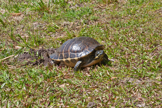 USA, Florida, Sarasota, Myakka River State Park, Turtle