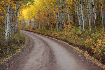 USA, Colorado, San Juan Mountains. Dirt road through aspen forest. 