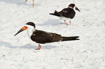 USA, Florida, Sarasota, Crescent Beach Siesta Key, Black Skimmers