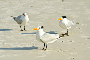 USA, Florida, Sarasota, Crescent Beach Siesta Key, Royal Terns