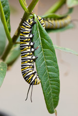 USA, CA, Pismo Beach. Monarch Butterfly (Danaus plexippus) larval stage