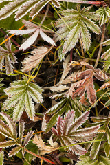 Frost covered Wild Geranium foliage, Uncompahgre National Forest, Colorado