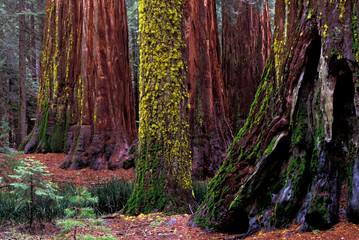 North America, USA, California, Yosemite National Park. Giant Sequoias in Mariposa Grove