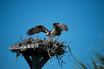 USA, Florida, Sanibel Island, Ding Darling NWR, Osprey Nest with adults and chick