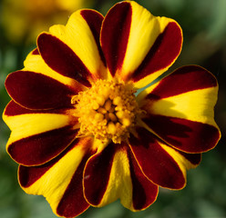 Pinwheel French Marigold