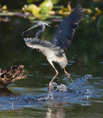 USA, Florida, Everglades National Park. Tricolored heron taking flight.