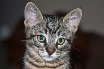 Obraz premium Portrait of a Kitten