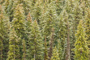 USA, Colorado, Grand Mesa. Snowy mountain forest in autumn. Credit as: Cathy & Gordon Illg / Jaynes Gallery / DanitaDelimont.com