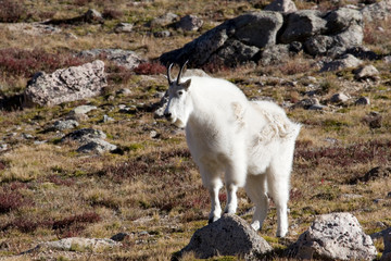 North America - USA - Colorado - Rocky Mountains - Mount Evans. Mountain goat - oreamnos americanus.