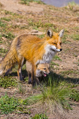 USA, Colorado, Breckenridge. Red fox mother with kit. 