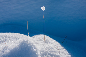 Snow design in Desert