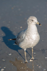 Fototapeta premium USA, Florida, New Smyrna Beach, seagull.