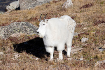 Fototapeta na wymiar North America - USA - Colorado - Rocky Mountains - Mount Evans. Mountain goat - oreamnos americanus.