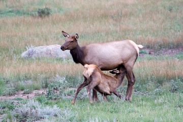 North America - USA - Colorado - Rocky Mountain National Park. Wapiti (American elk) - Cervus elaphus nelsoni