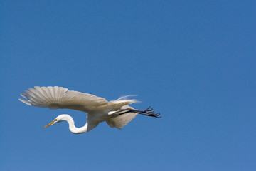 USA - Florida - Great Egret in breeding plumage at Alligator Farm rookery in St Augustine.