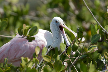USA - Florida - Roseate Spoonbill yawning at Merritt Island National Wildlife Refuge